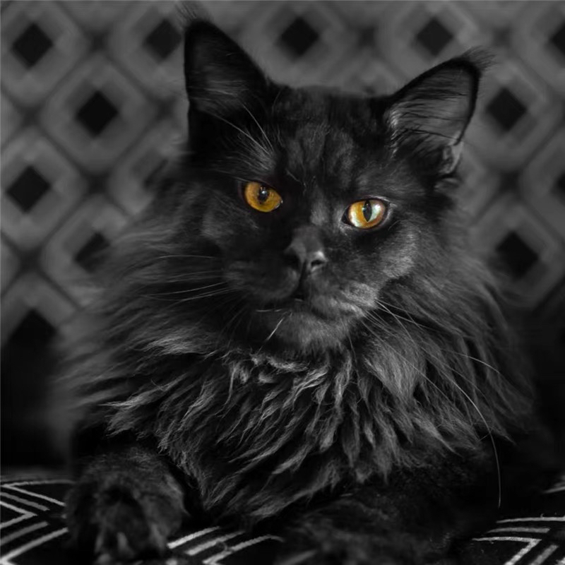 烟熏色❤️黑色❤️缅因猫 疫苗齐全高端货
