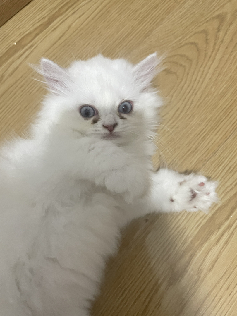 可爱金吉拉小猫，颜值高性格好，温柔小天使