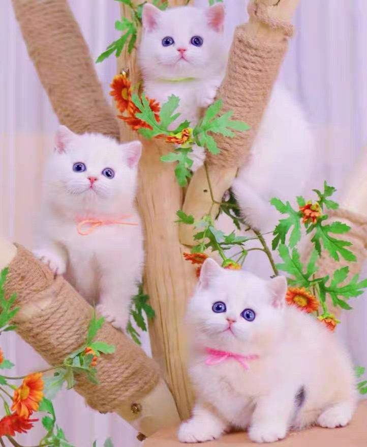精品英国短毛猫❤️公母都有❤️健康质保