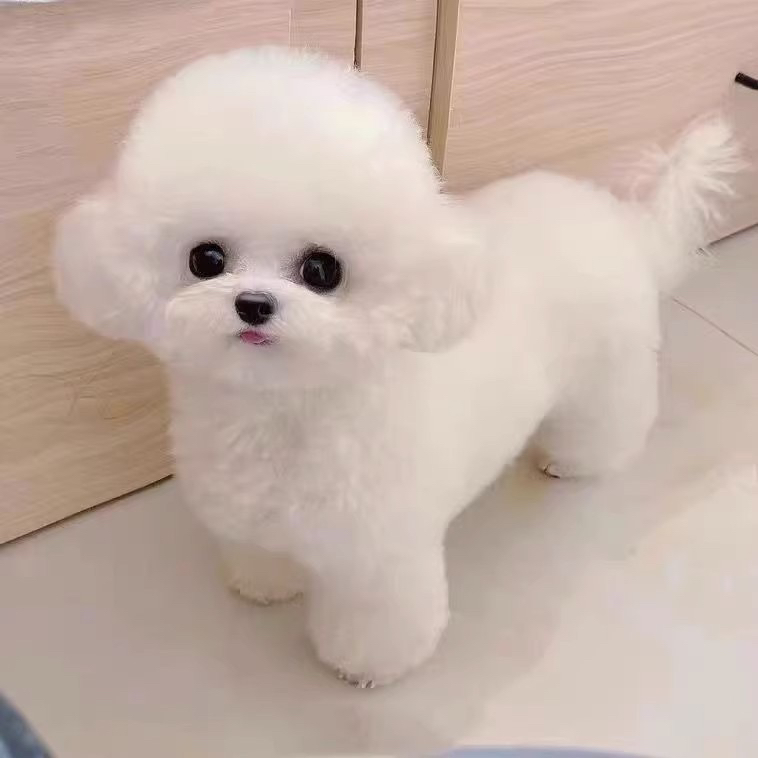 韩版比熊❤️疫苗齐全❤️