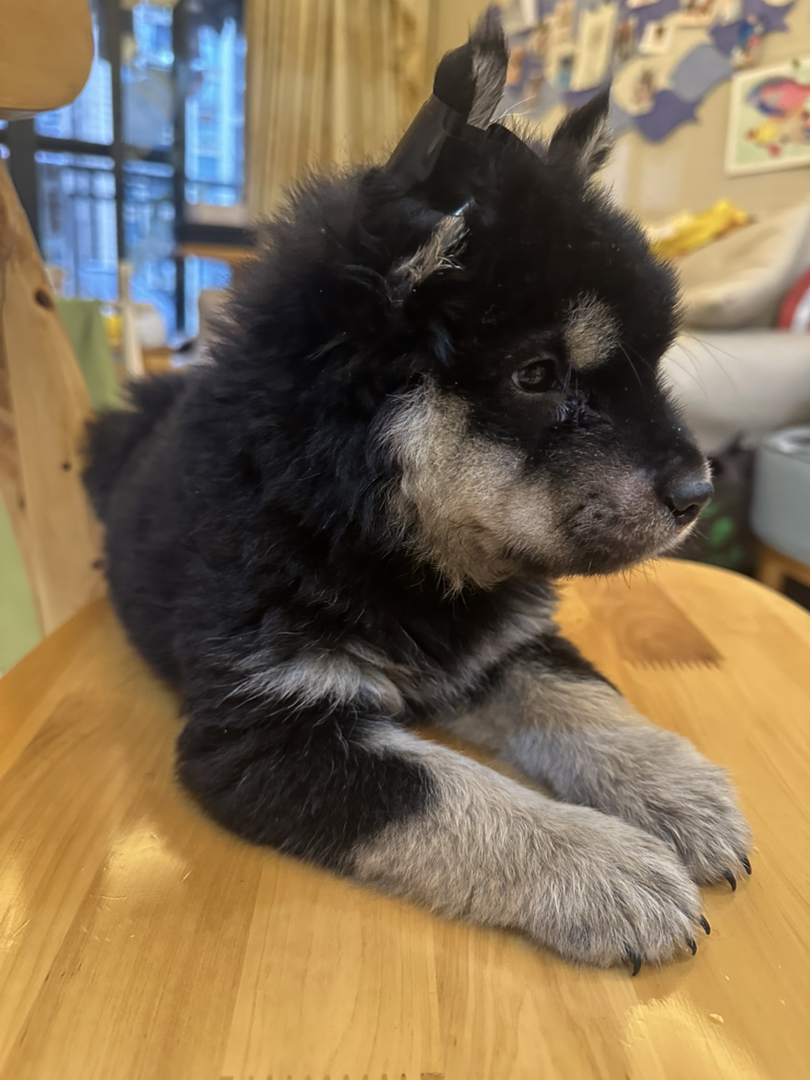 超爆毛四眼铁包金田园犬，绒娃娃手感，超乖，跟人，卷尾小风车，性格开朗活泼