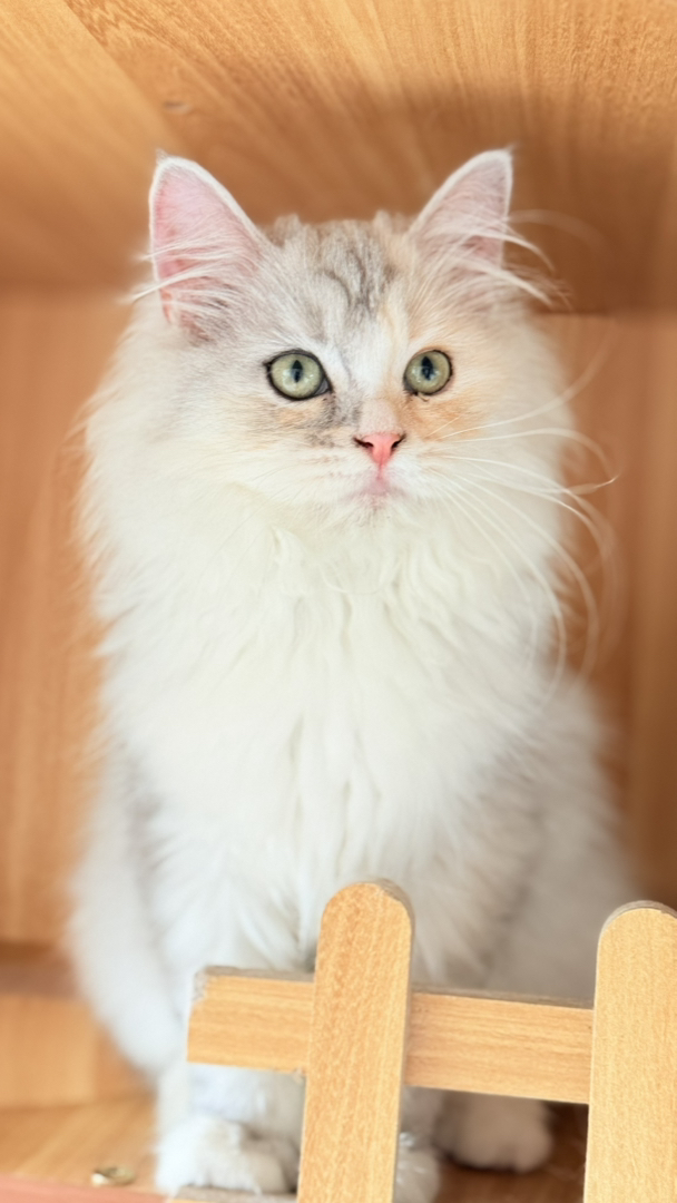 乳白长毛三花像一副水墨画，很温柔极难遇 爆毛后就拥有了一只傲娇的小仙女喵