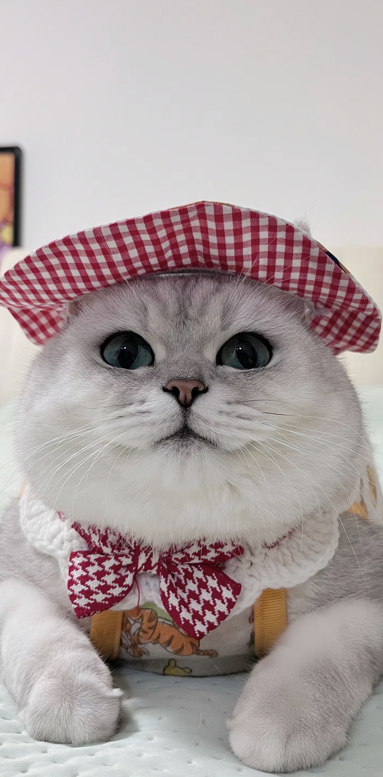 网红银渐层猫咪❤️大胖脸英短猫咪