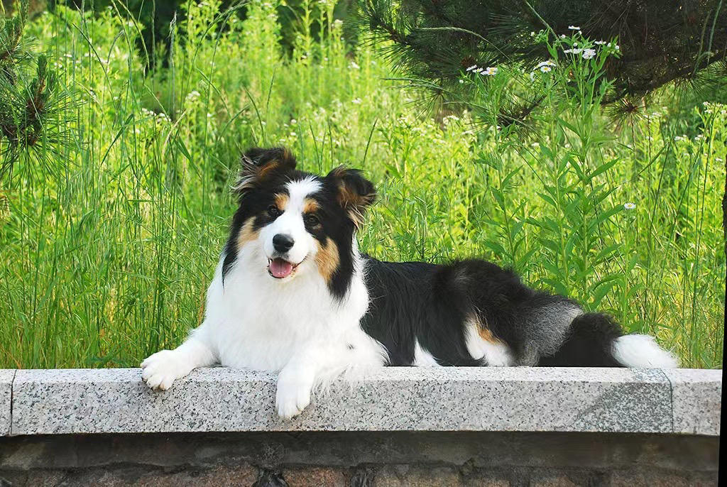 黑三色边境牧羊犬❤️稀有色❤️