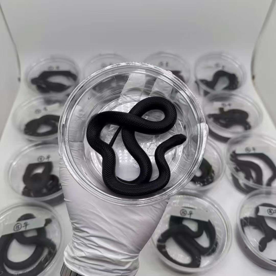 黑王蛇 疫苗已打 运输包活