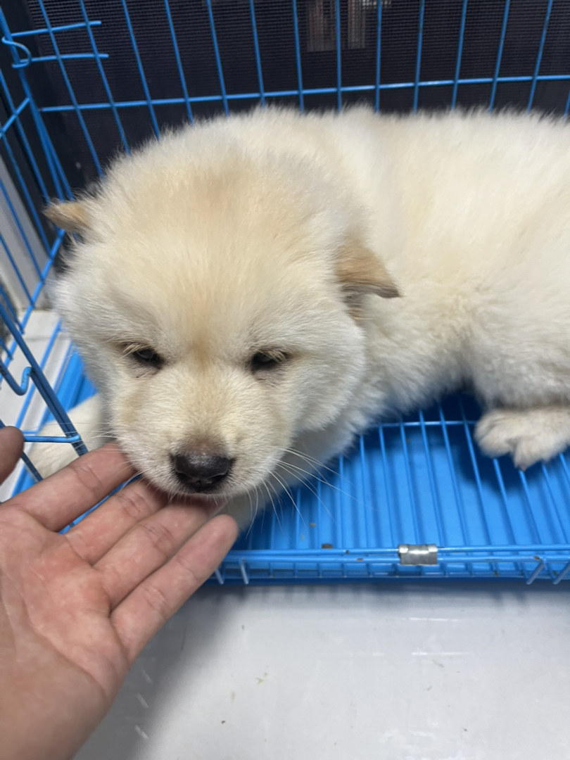 土松 骨架大 白色毛