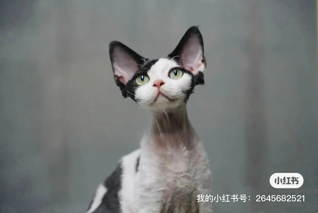 黑白开脸弟弟，鼻头有个小爱心