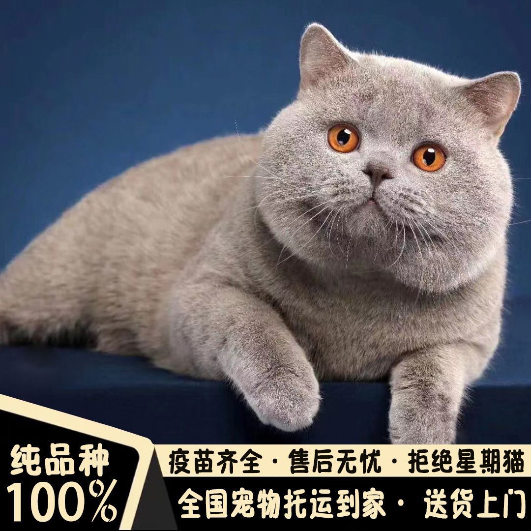 高端超级大胖脸包子脸蓝猫❤️平台推荐