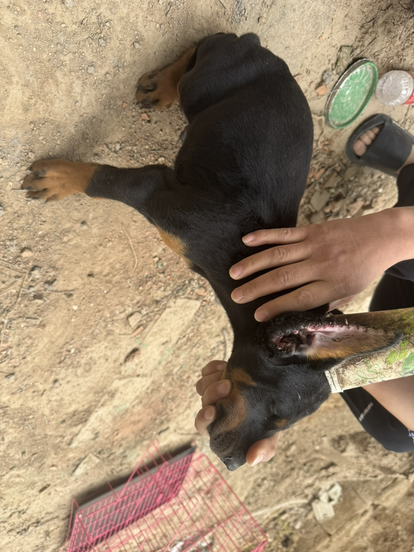 杜宾幼犬，体型矫健，忠诚聪明，彰显霸气风范