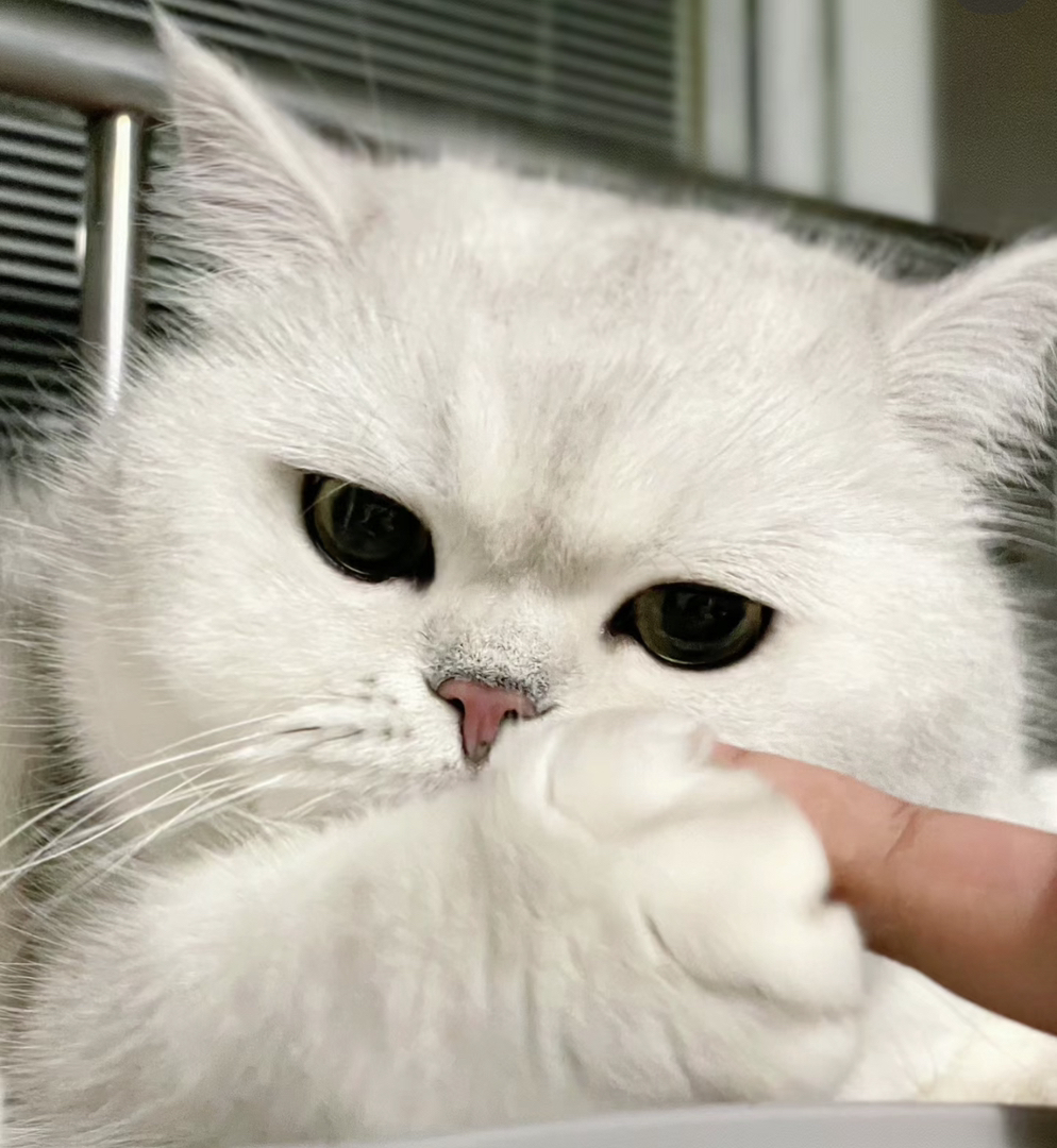 大胖脸银渐层猫咪找新家❤️高端品质