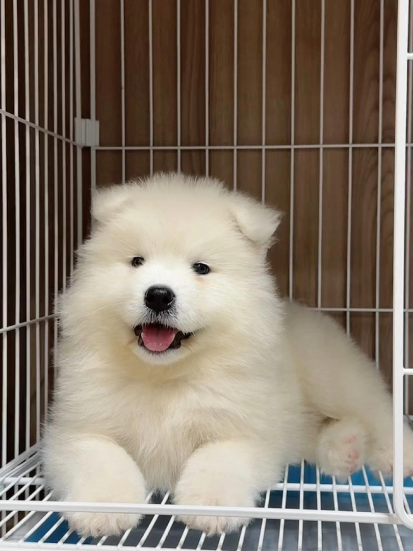 可爱萨摩耶幼犬,浑身雪白,颜值高,活泼温顺的伴侣犬