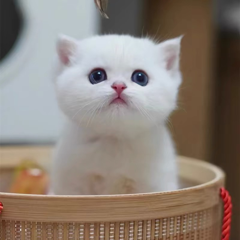 英国短毛猫，银渐层宝宝❤️白毛超可爱，温顺乖巧惹人爱