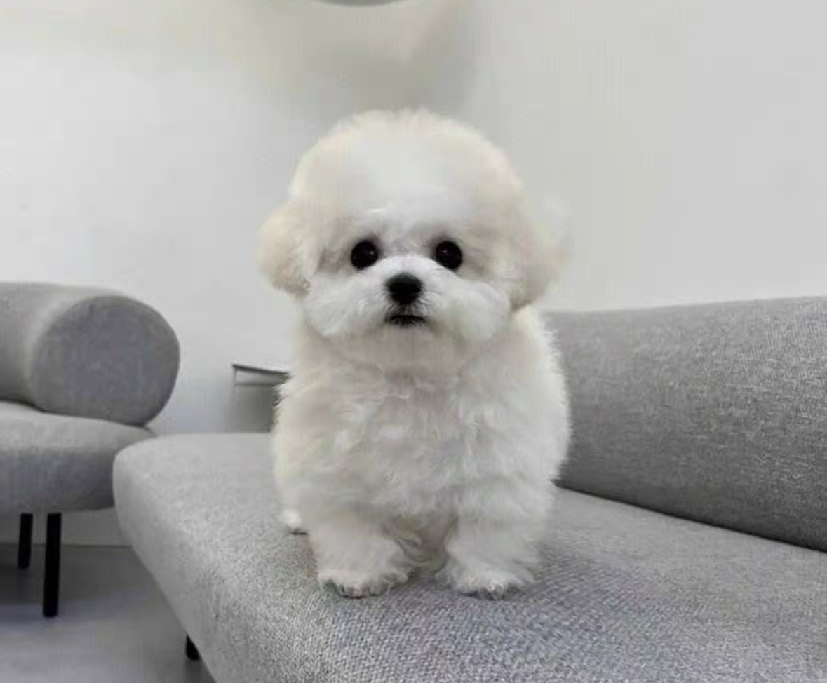 比熊
