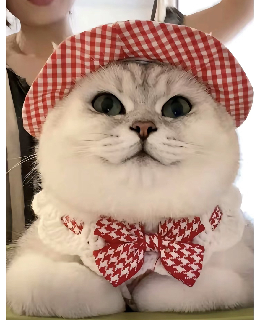 高端网红银渐层猫咪🌸网红款英短❤️平台推荐