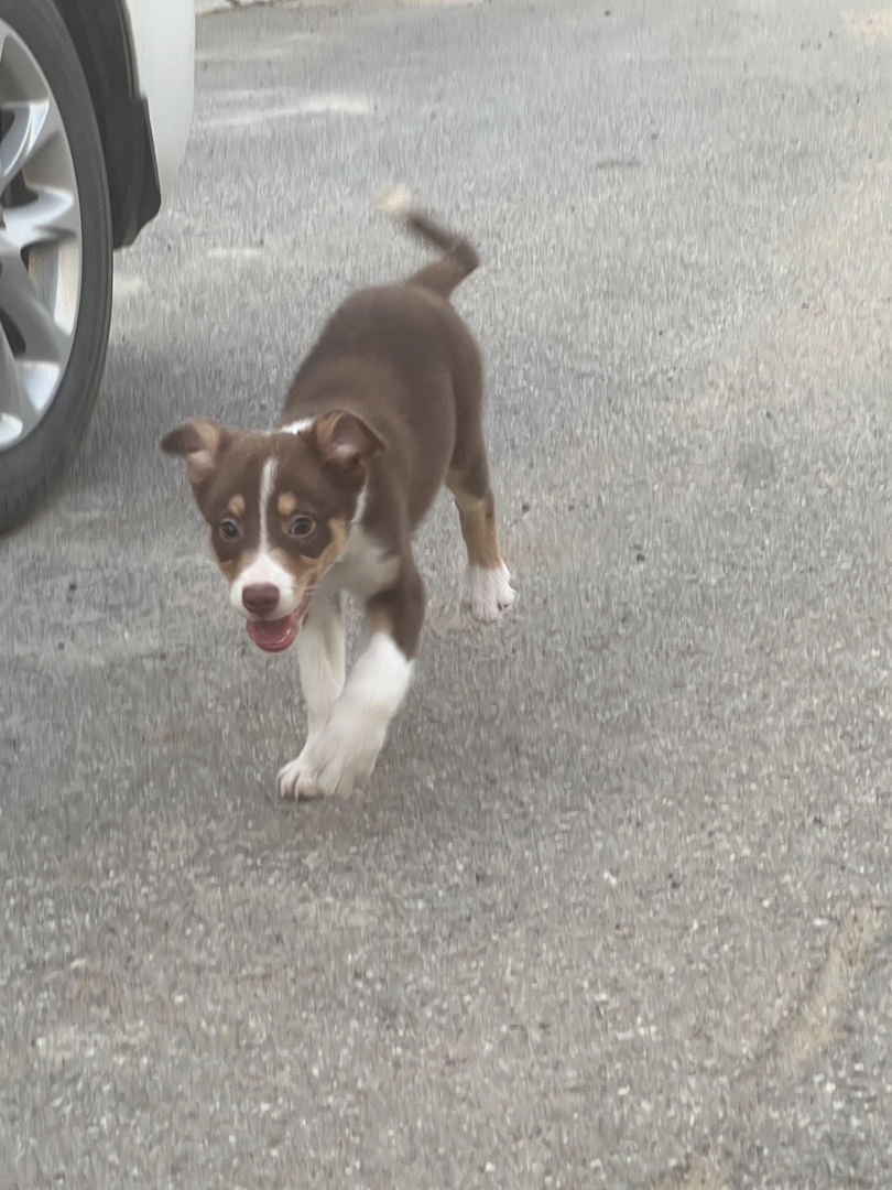 短毛边牧工作犬